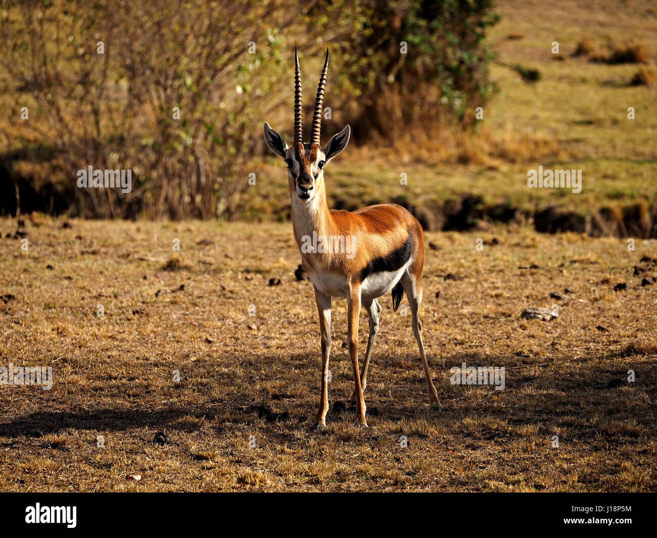 Long straight horns hi-res stock photography and images - Alamy