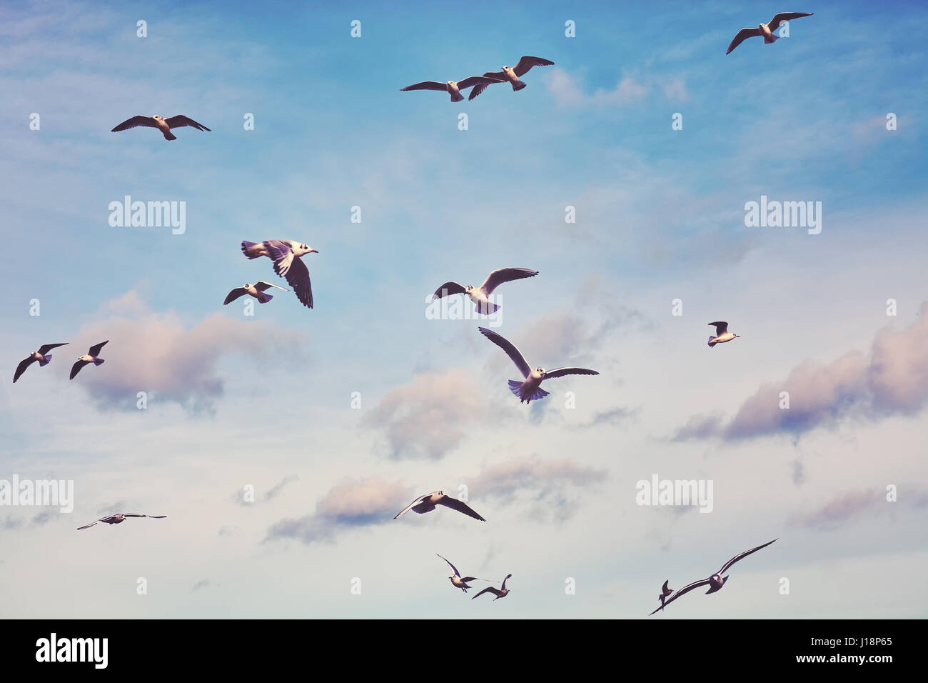 Color toned picture of flying seagulls. Stock Photo