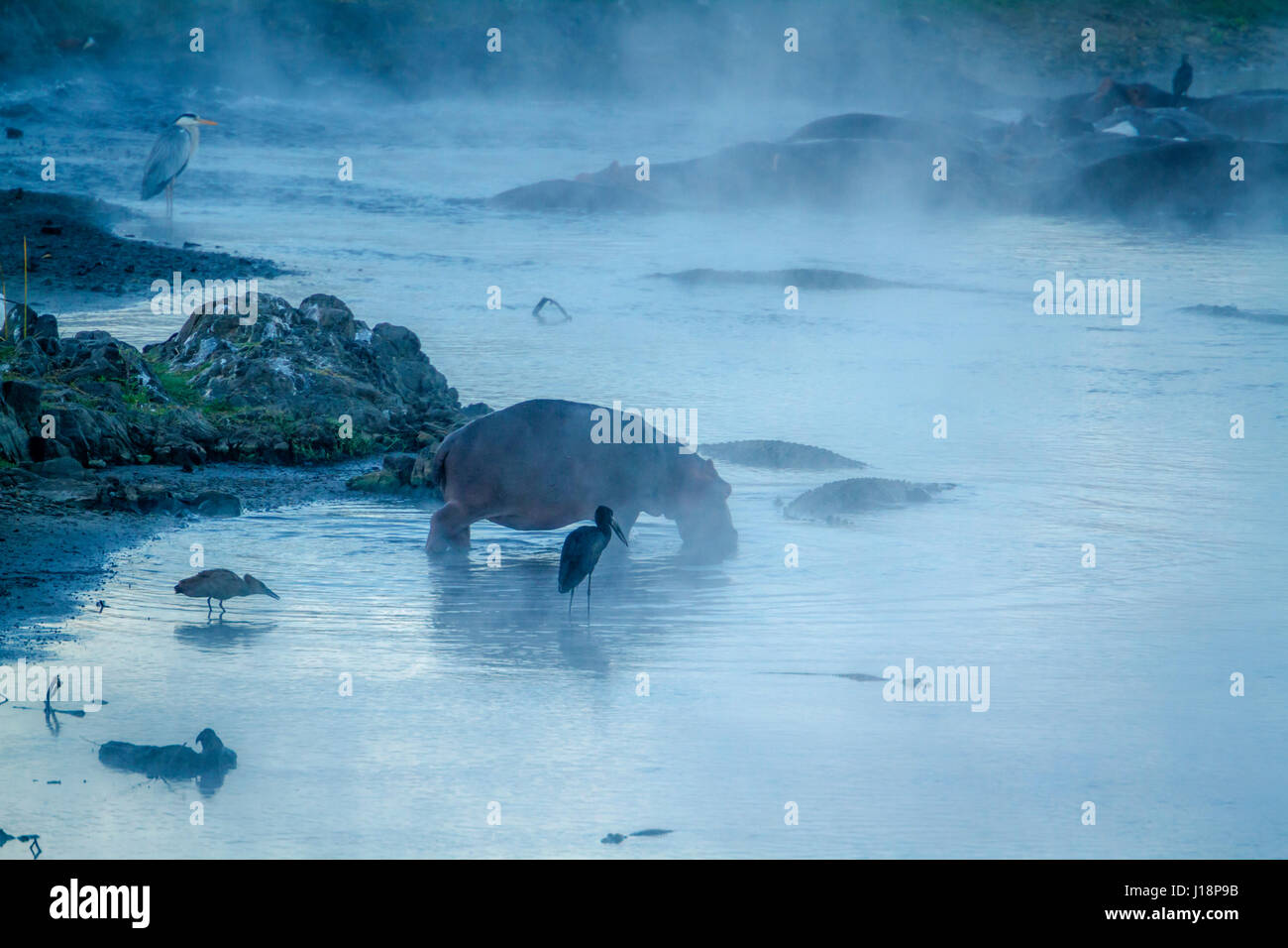 Hippopotamus in Kruger national park, South Africa ; Specie Hippopotamus amphibius family of Hippopotamidae Stock Photo