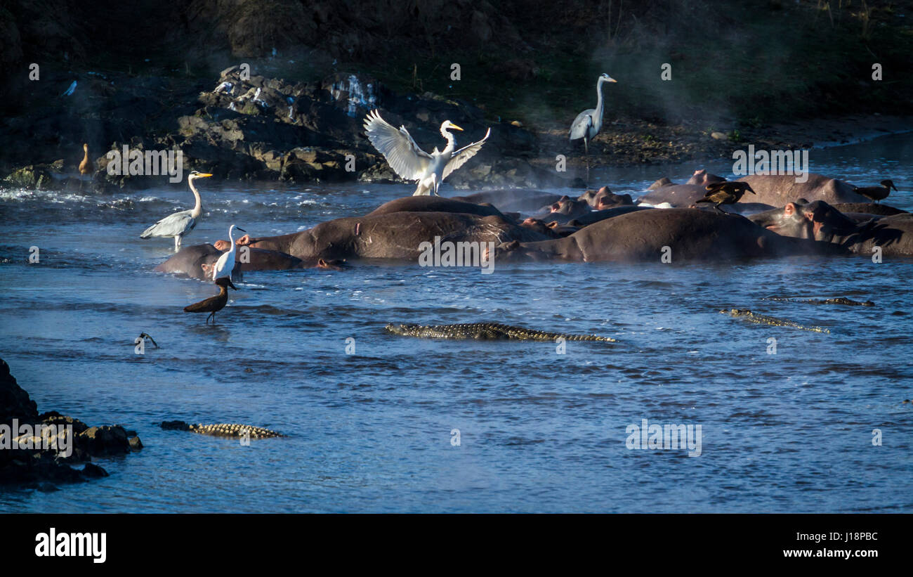 hippopotamus, crocodile and water birds in Kruger national park, South Africa Stock Photo