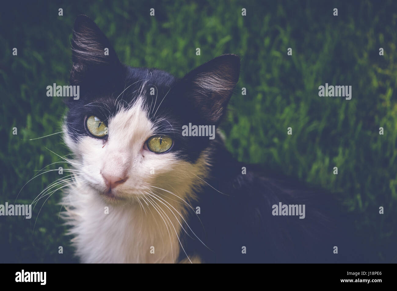 white black cat on green grass Stock Photo - Alamy
