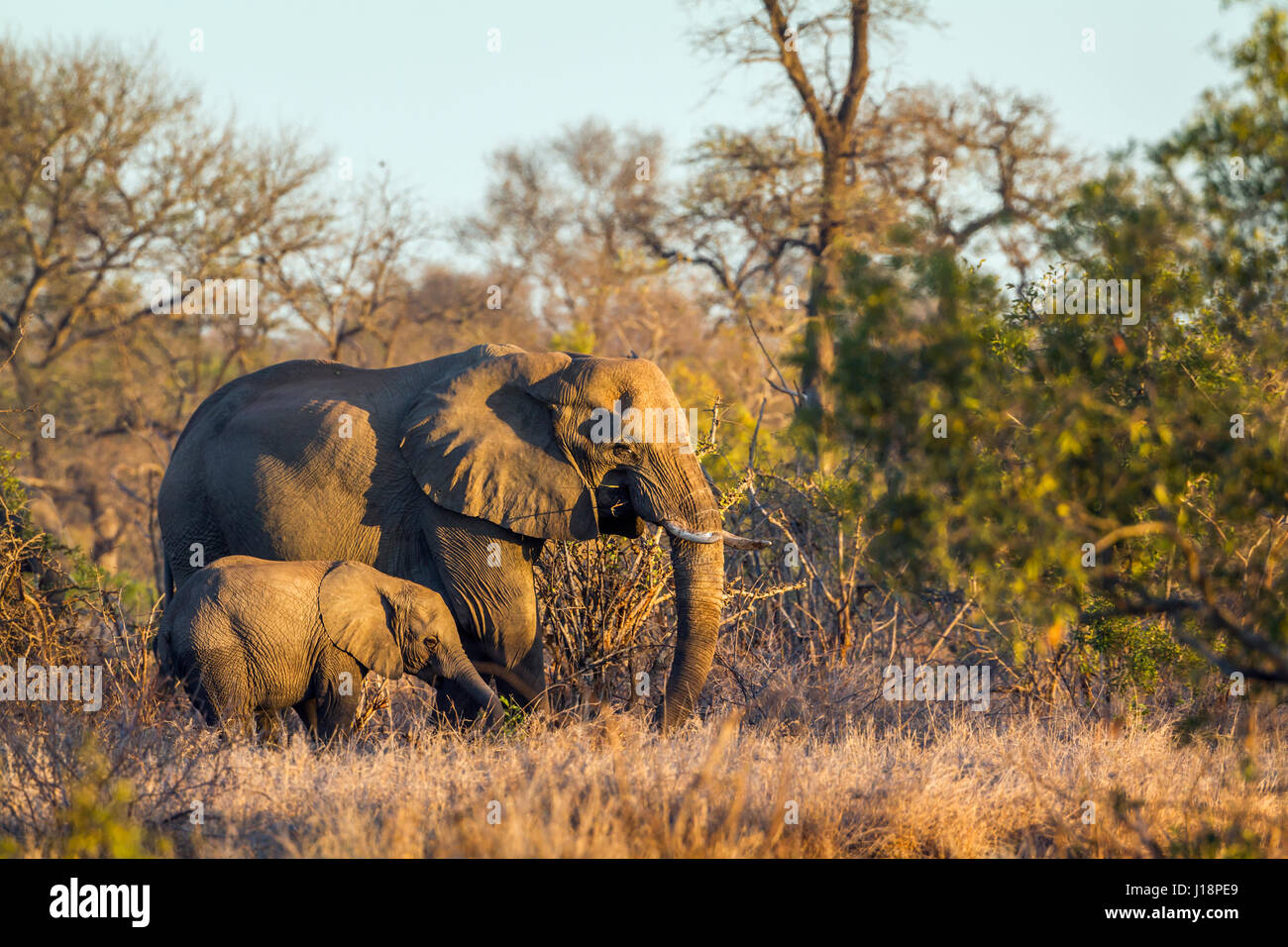 African bush elephant in Kruger national park, South Africa ; Specie