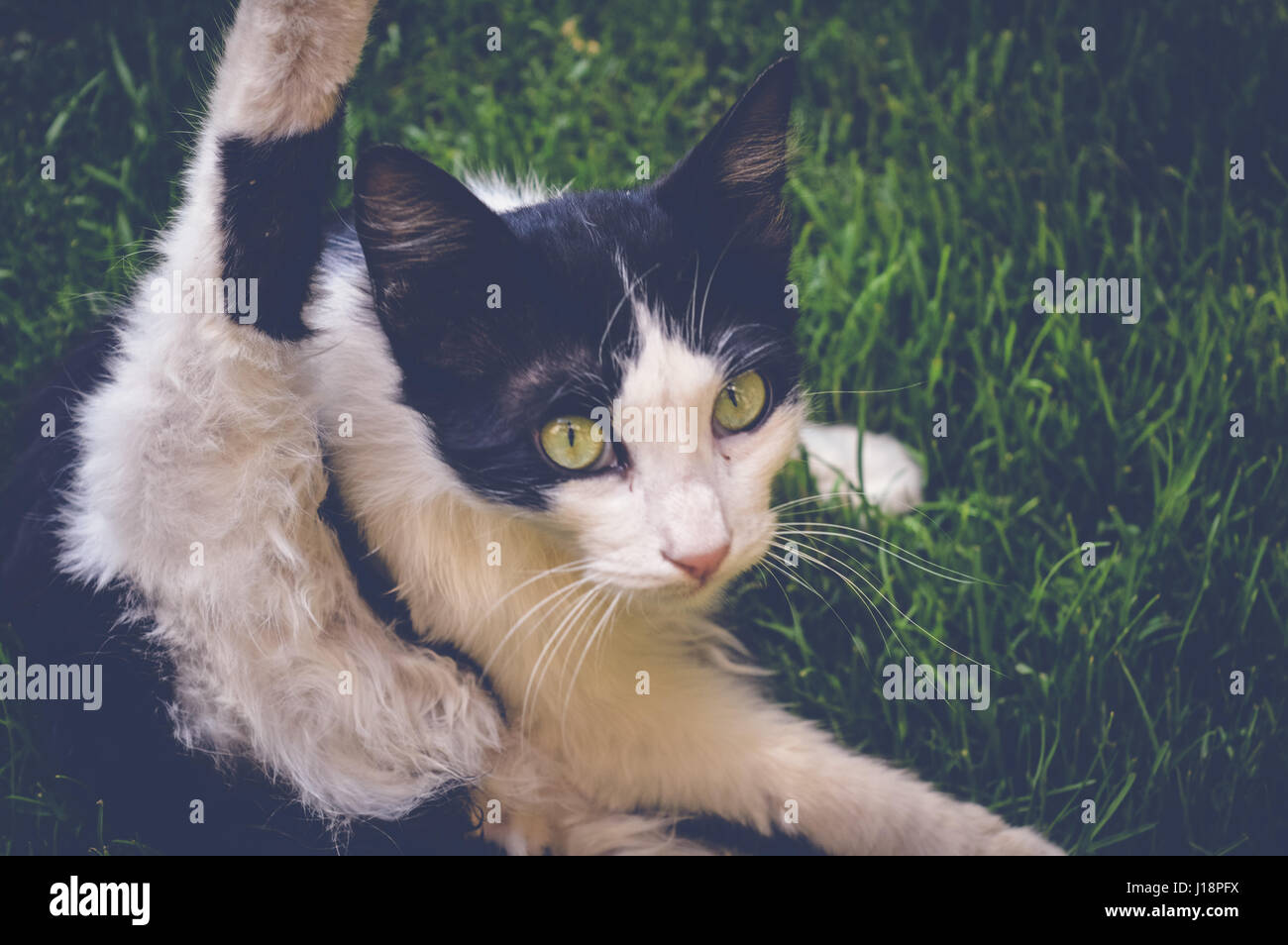 white black cat playing on green grass Stock Photo - Alamy