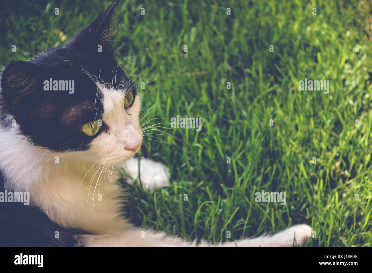 white black cat on green grass Stock Photo - Alamy