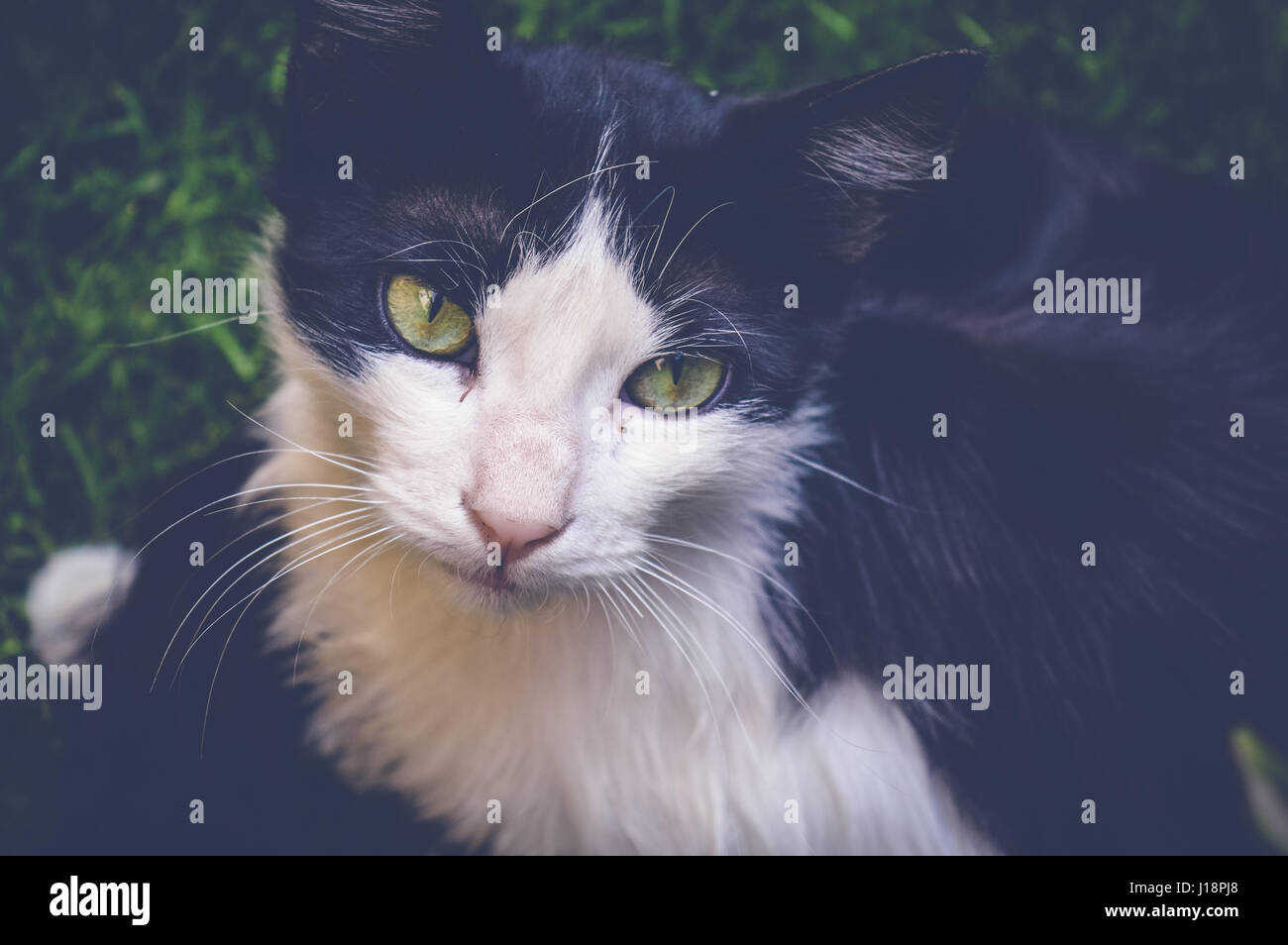 white black cat on green grass Stock Photo - Alamy