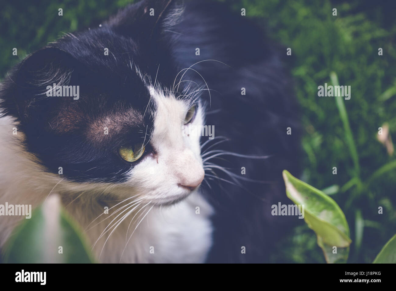 white black cat on green grass Stock Photo - Alamy