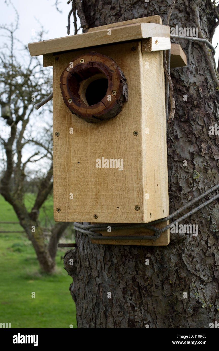 Spotted woodpecker nest box strapped to tree Cotswolds UK Stock Photo