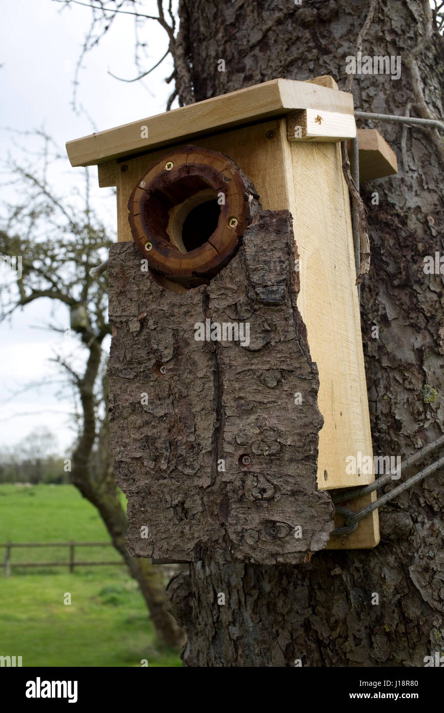 Spotted woodpecker nest box covered with bark strapped to tree Cotswolds UK Stock Photo