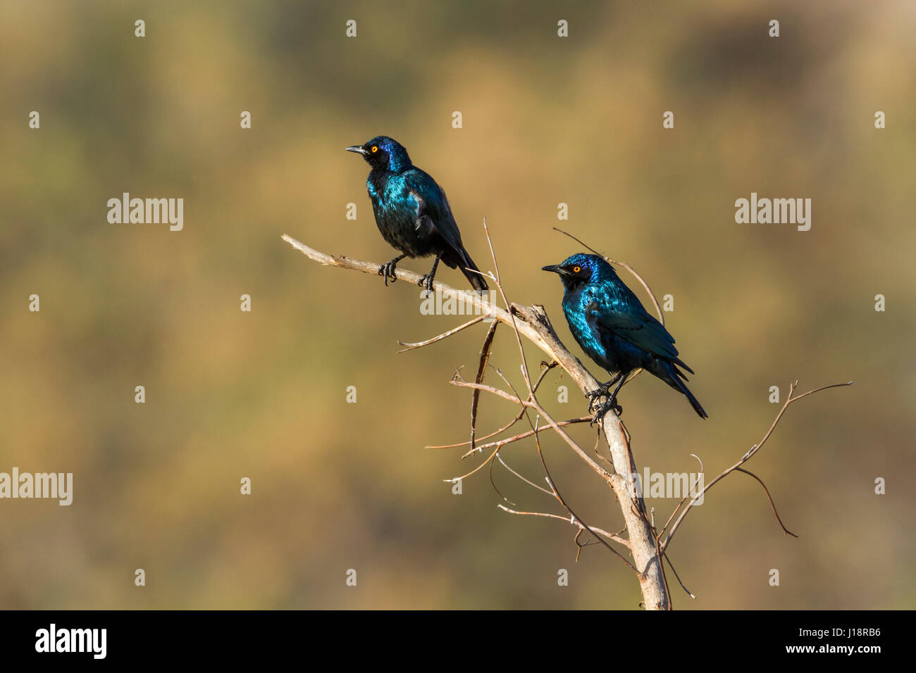 Greater blue-eared glossy-starlingin Kruger national park, South Africa ; Specie Lamprotornis australis family of Sturnidae Stock Photo