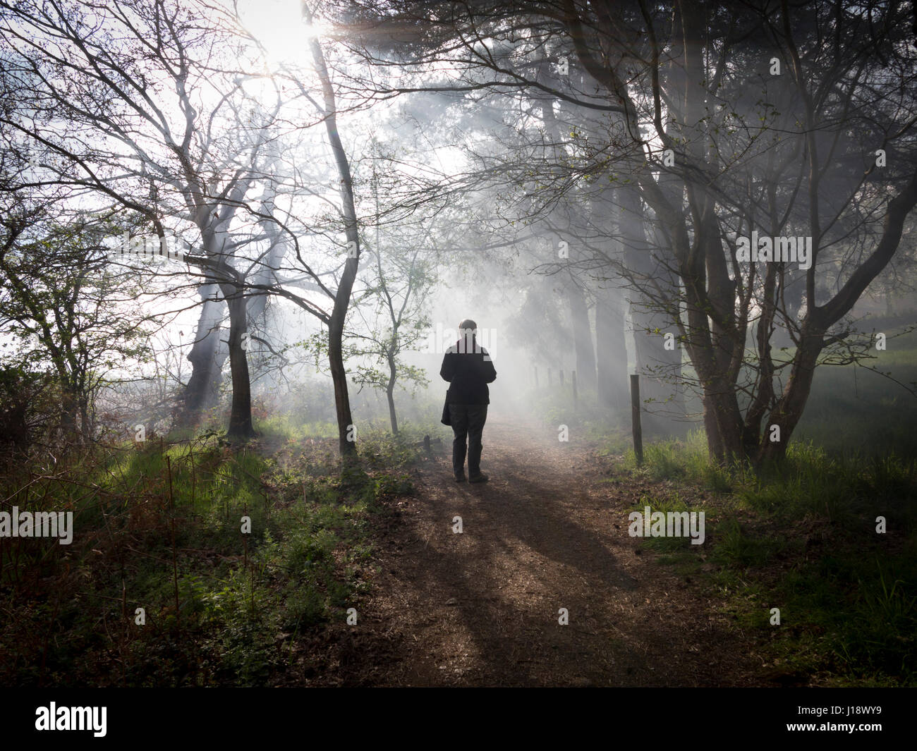 Lone female walker caught in smoke filled sun beams on a woodland walk Stock Photo