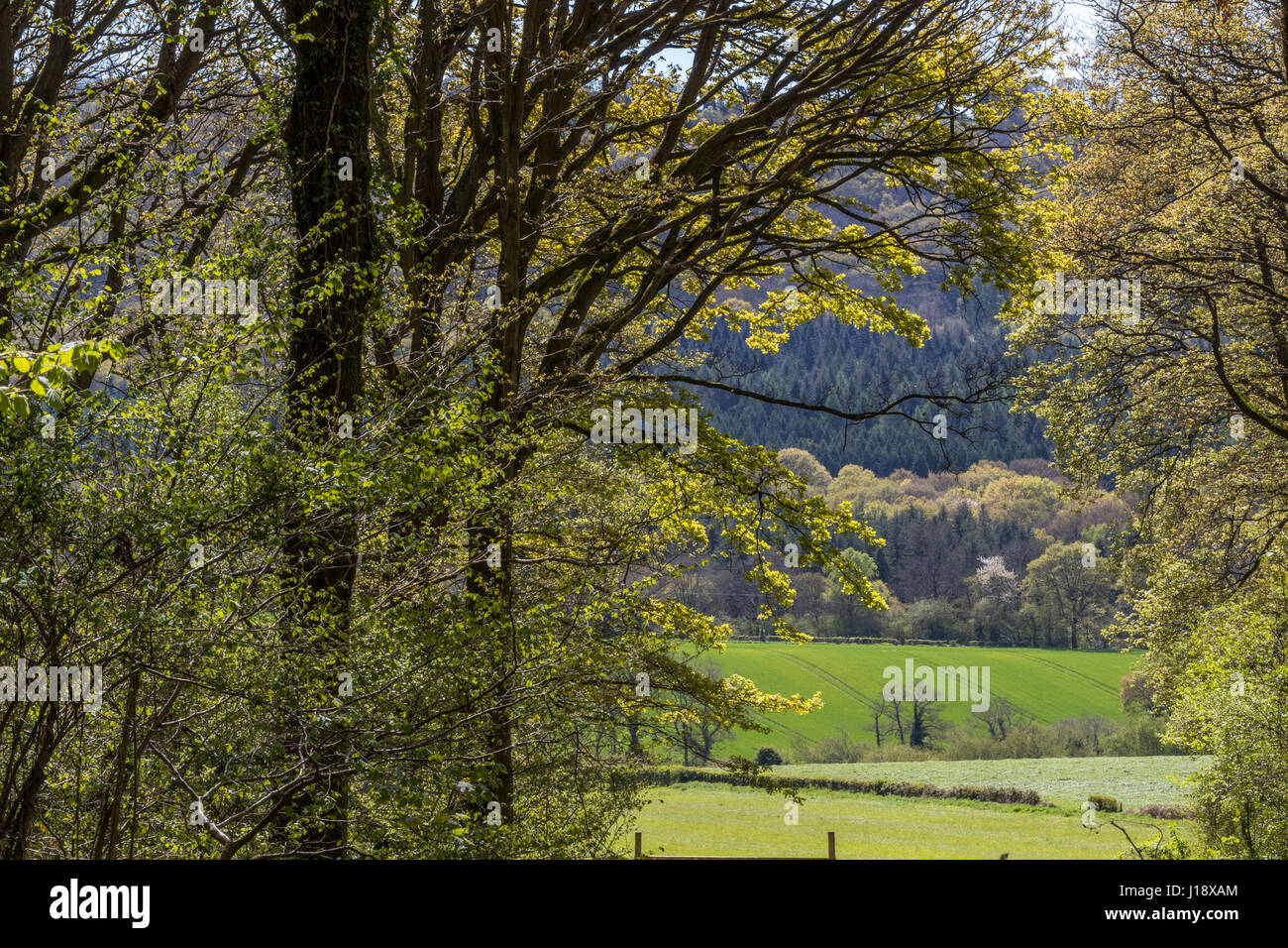 Spring greens in the Wye Valley and Forest of Dean.  Spring & Summer. Stock Photo