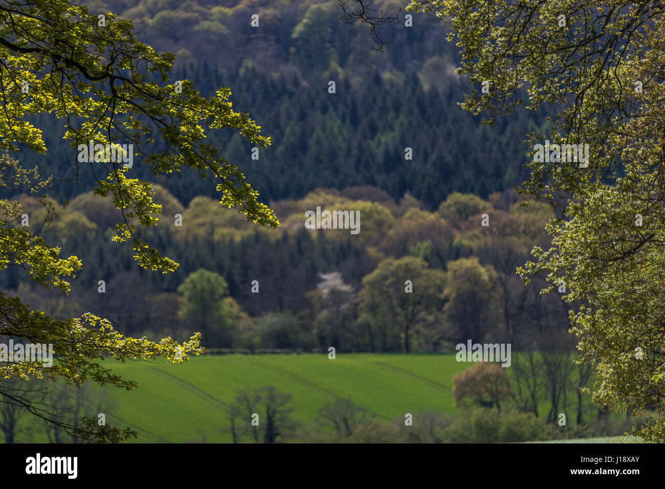Spring greens in the Wye Valley and Forest of Dean.  Spring & Summer. Stock Photo