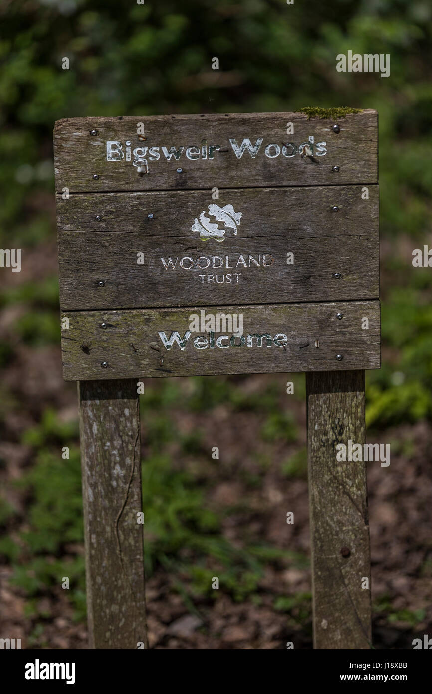 Bigsweir Woods in the Forest of Dean. Spring & Summer. Stock Photo