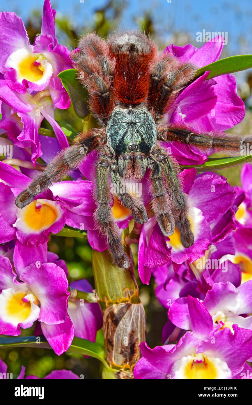 Martinique Pinktoe Tarantula (Avicularia Versicolor) Female Stock Photo