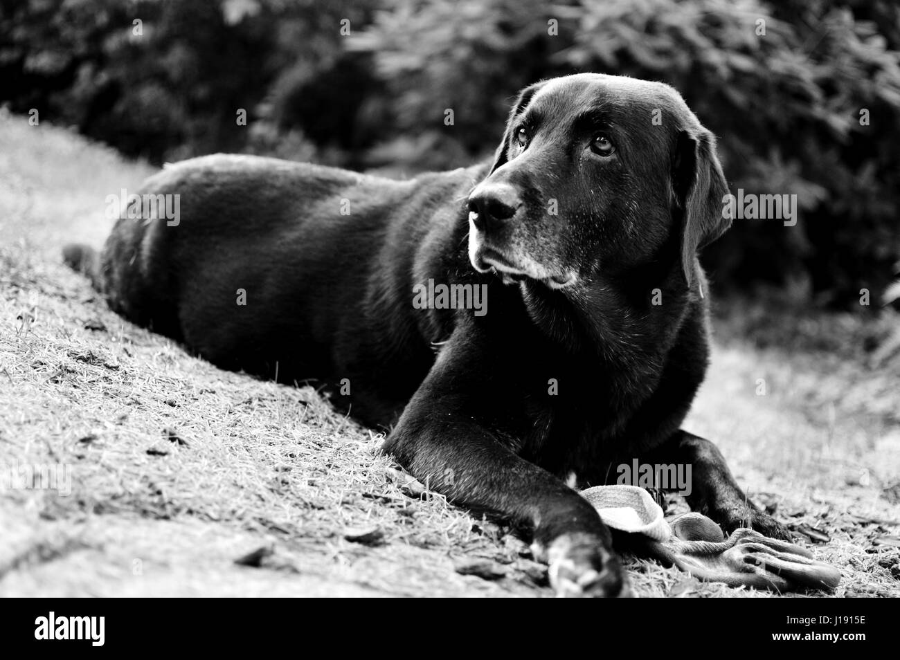 Black lab laying in grass Stock Photo