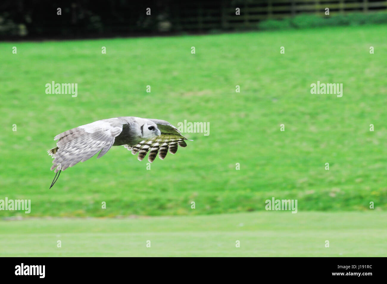 owl in flight during falconry display Stock Photo Alamy