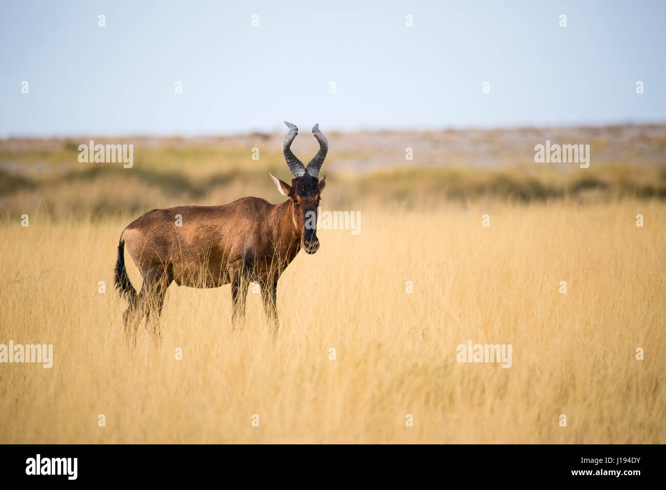 Hartebeest, Alcelaphus buselaphus, Etosha National Park, Namibia, Africa, by Monika Hrdinova/Dembinsky Photo Assoc Stock Photo