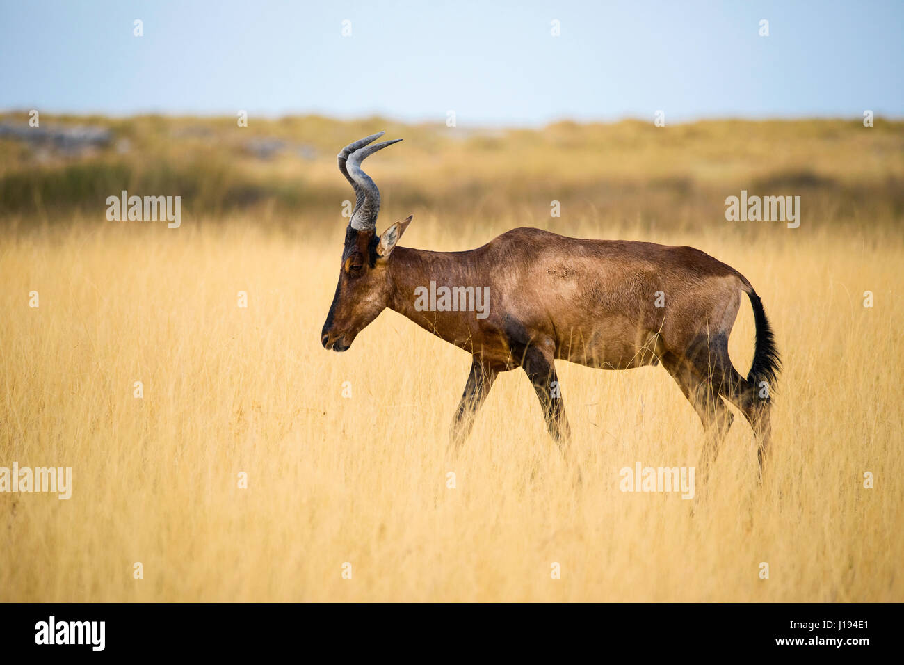 Hartebeest, Alcelaphus buselaphus, Etosha National Park, Namibia, by Monika Hrdinova/Dembinsky Photo Assoc Stock Photo