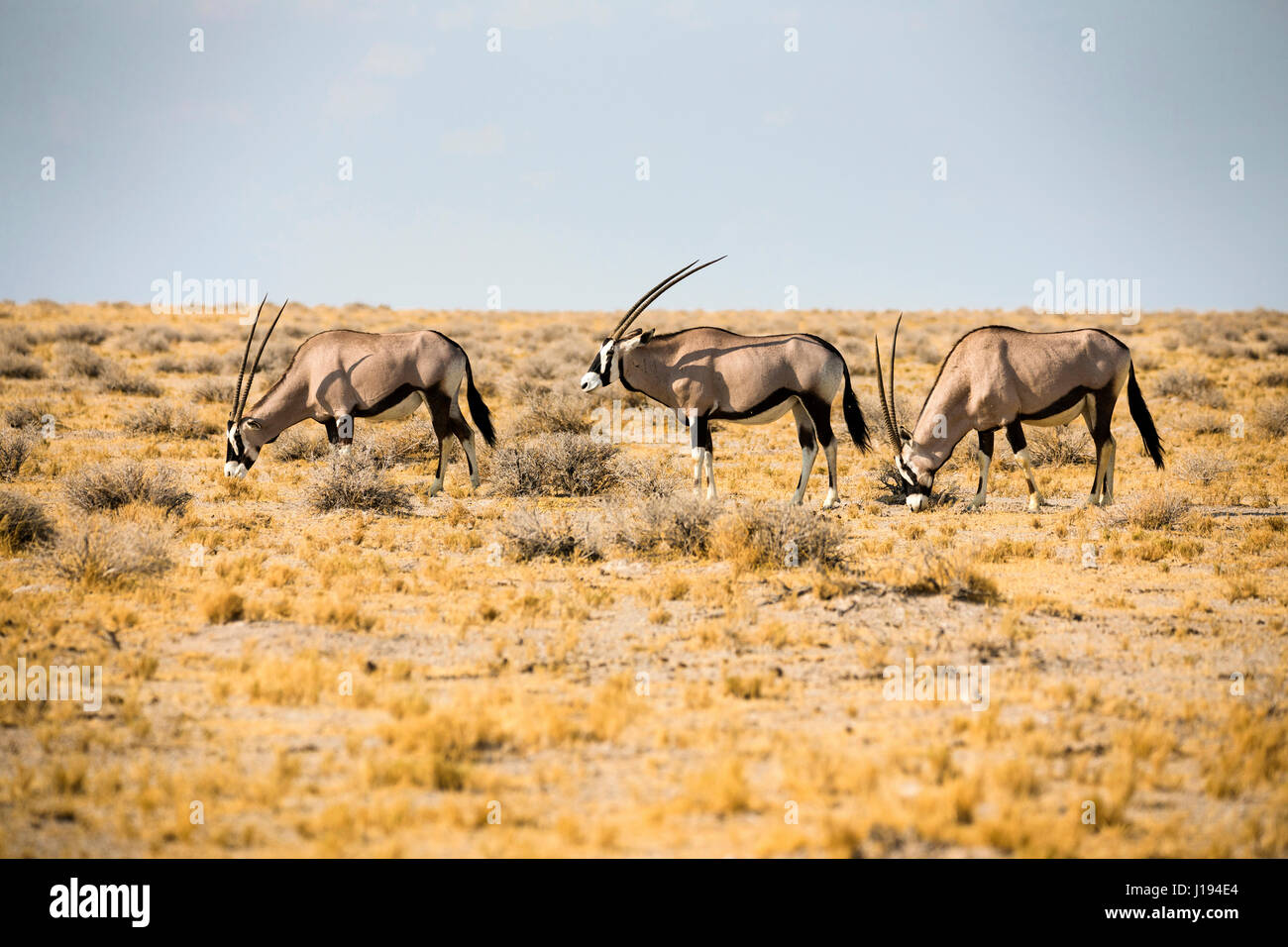 Gemsbok, South African Oryx, Oryx gazella gazella, Etosha National Park, Namibia, by Monika Hrdinova/Dembinsky Photo Assoc Stock Photo