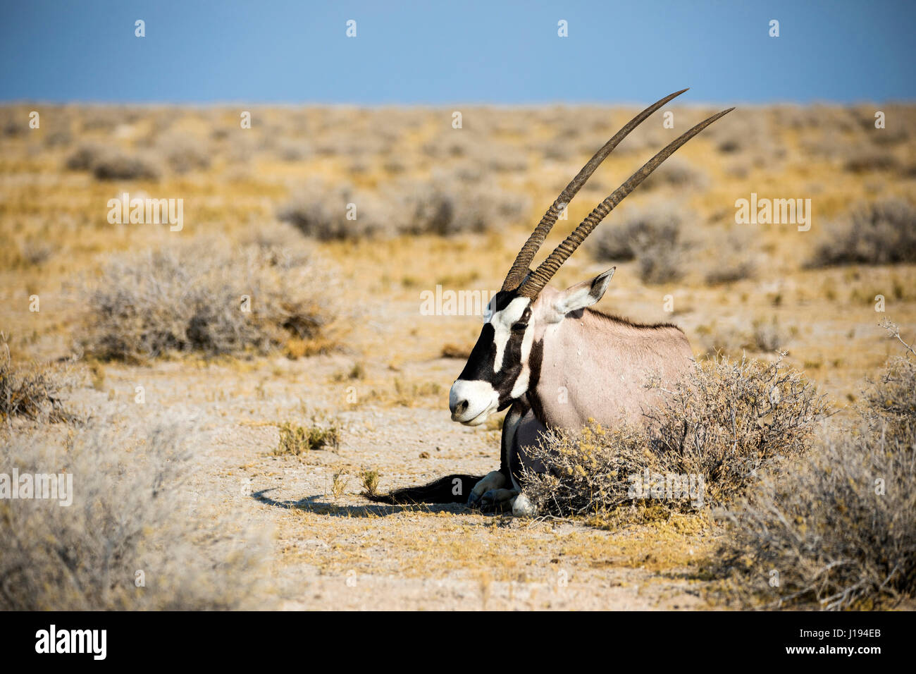 Gemsbok, South African Oryx, Oryx gazella gazella, Etosha National Park, Namibia, Africa, by Monika Hrdinova/Dembinsky Photo Assoc Stock Photo