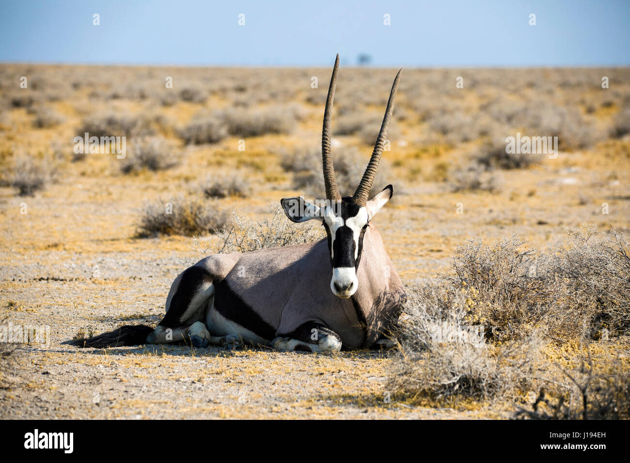 Gemsbok, South African Oryx, Oryx gazella gazella, Etosha National Park, Namibia, by Monika Hrdinova/Dembinsky Photo Assoc Stock Photo
