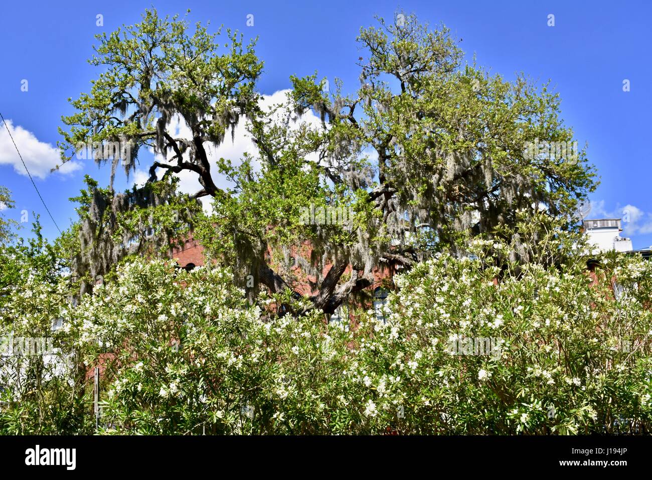Big oak tree in Savannah, GA, USA Stock Photo Alamy