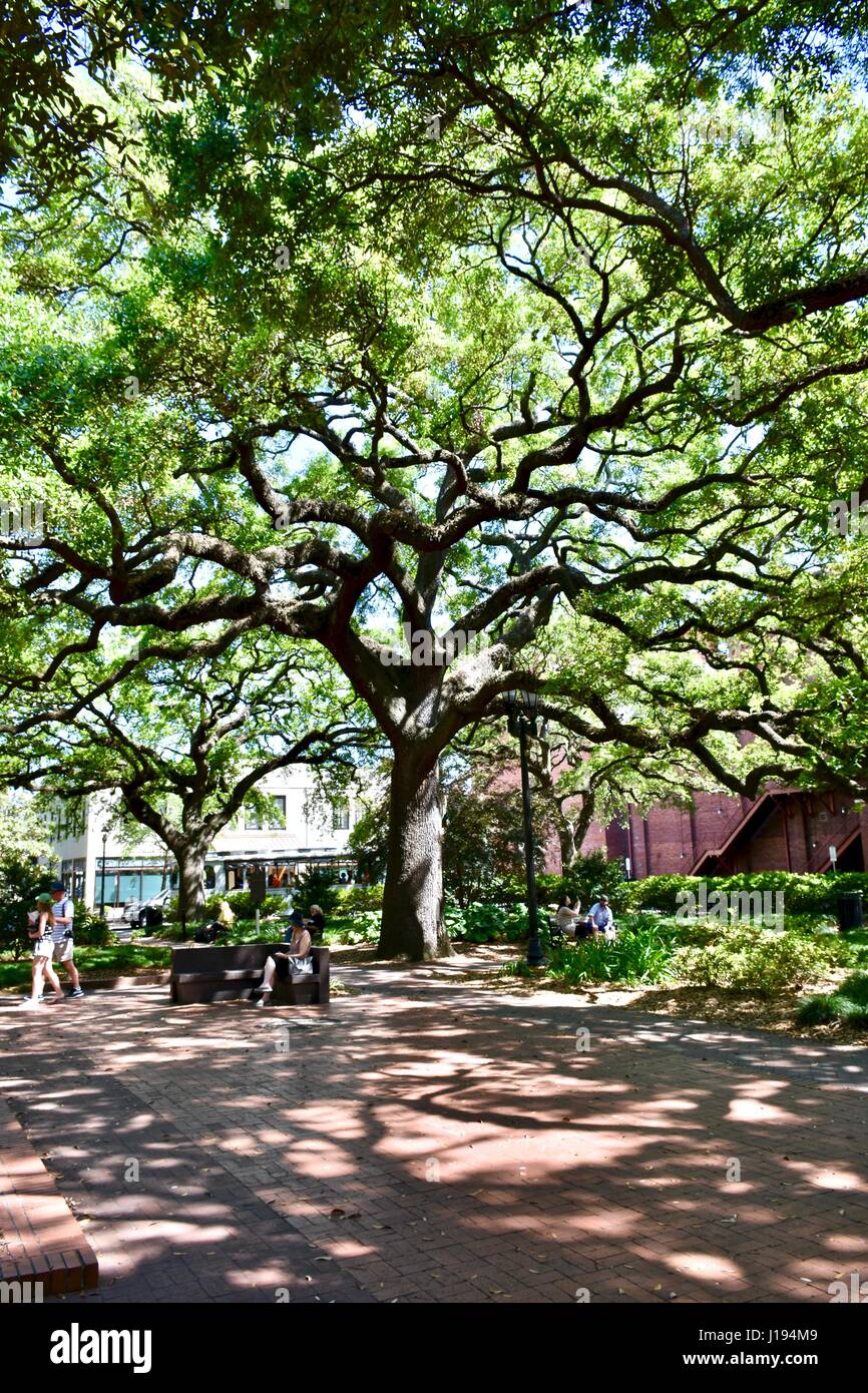 Historic streets of Savannah with large oak trees and Spanish moss