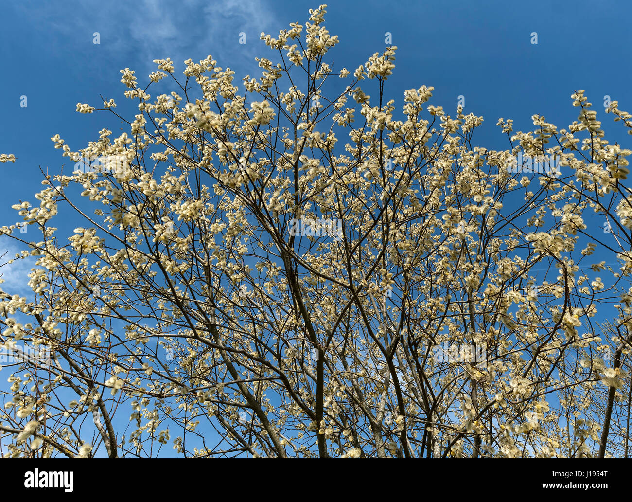 Flowering willow catkin (Salix spec.), Blue sky, Bavaria, Germany Stock Photo