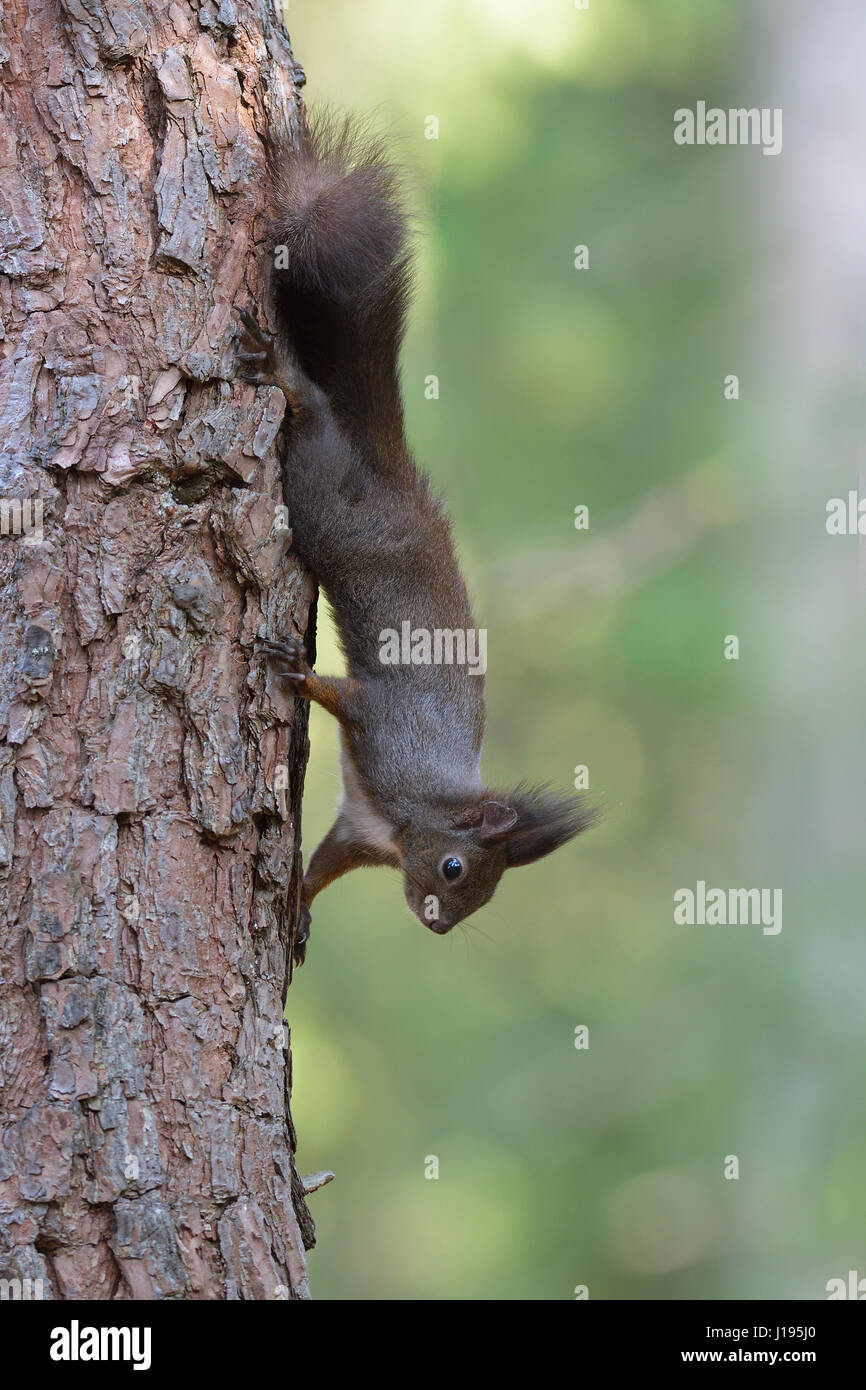 Squirrel (Sciurus vulgaris), climbing head first on tree trunk, Tyrol, Austria Stock Photo