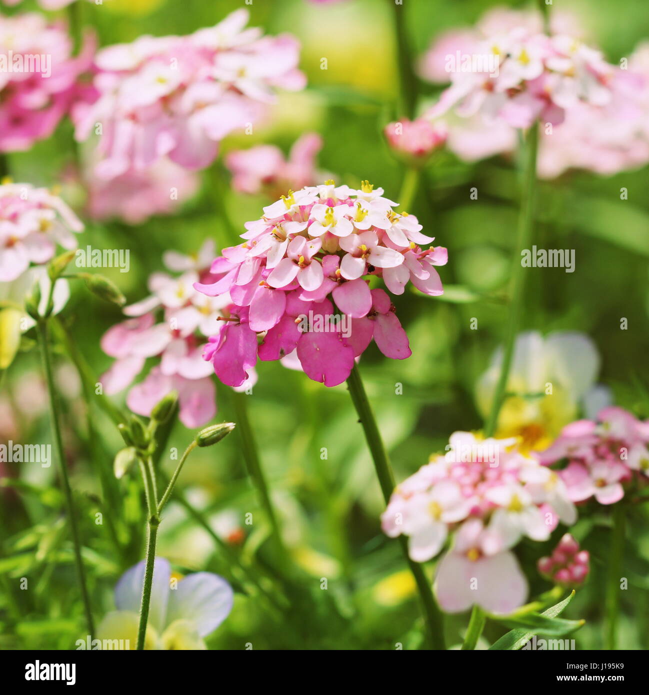 Iberis amara flower. Also called rocket candytuft, bitter candytuft or wild candytuft. Stock Photo