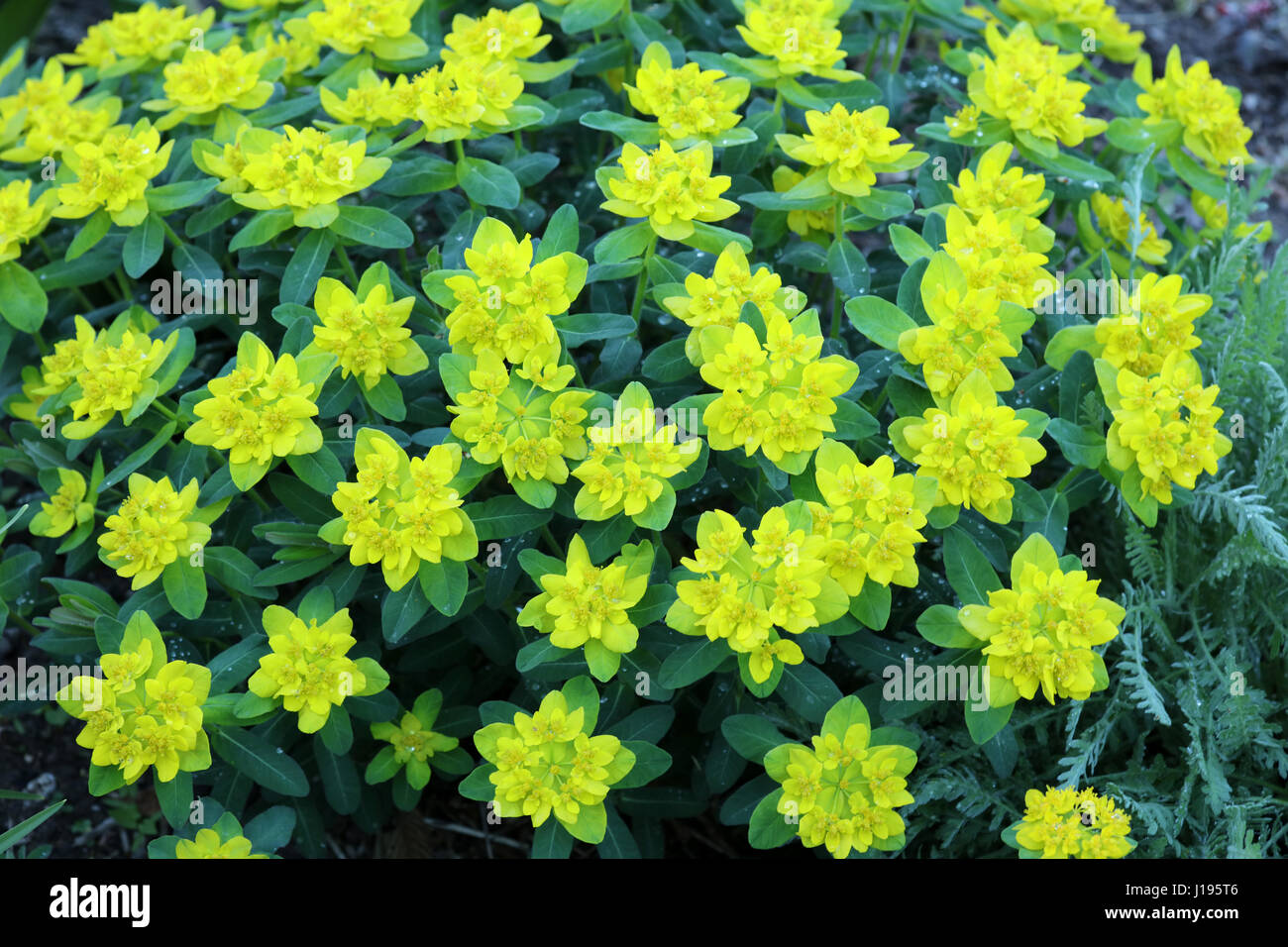 Wolfsmilch Euphorbia Stock Photo