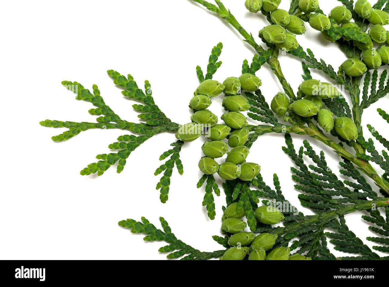 Twig of thuja with green cones isolated on white background. Close-up view. Stock Photo