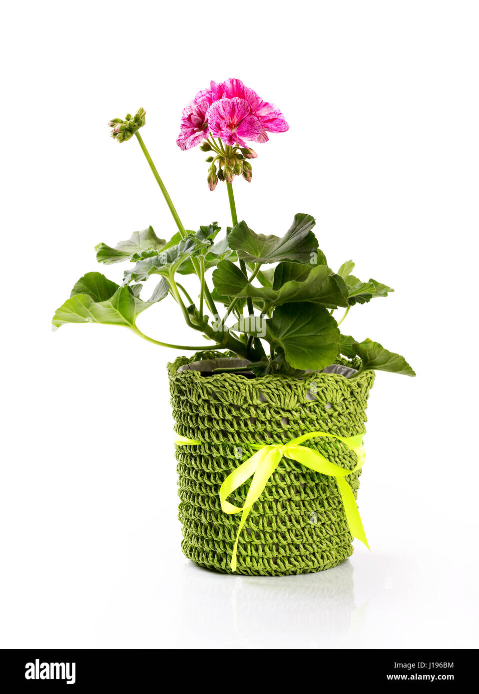flower pot with pink pelargonium isolated on white Stock Photo