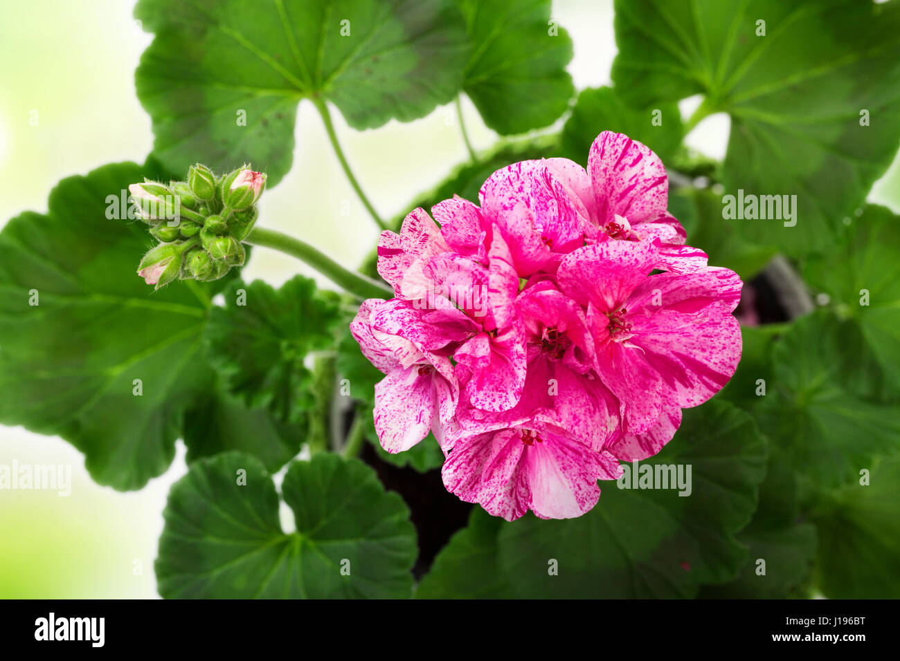 closeup of pink pelargonium flower bloom Stock Photo