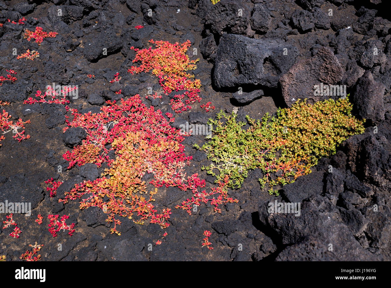Green and red succulent plants growing in the rocks of lava in the national park of Lanzarote, Canary Islands, Spain Stock Photo