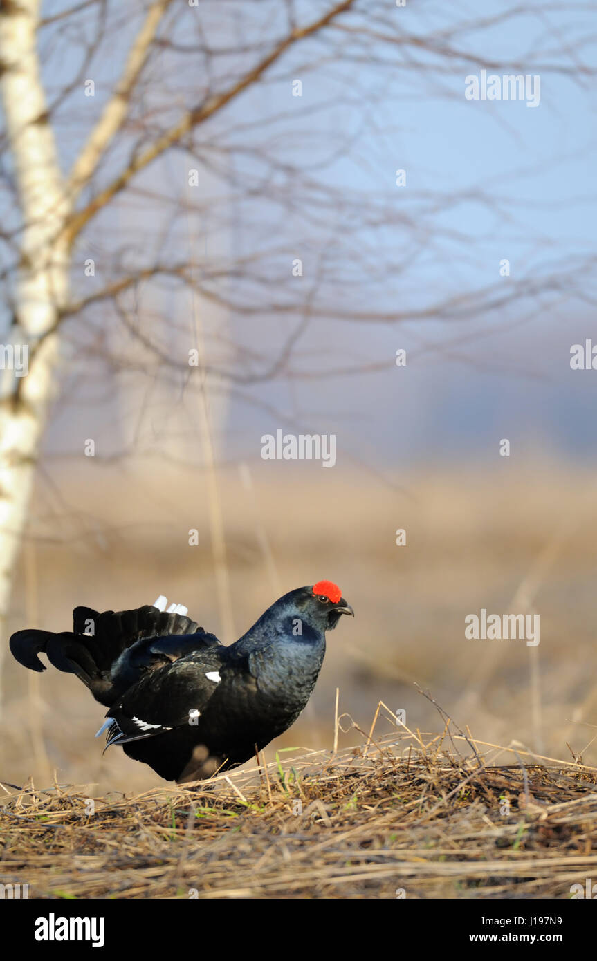 Male Black grouse (Tetrao tetrix ) at courtship place. Yaroslavl region, Russia Stock Photo