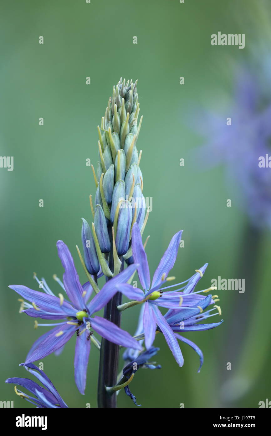 Prärielilie Camassia leichtlinii Stock Photo