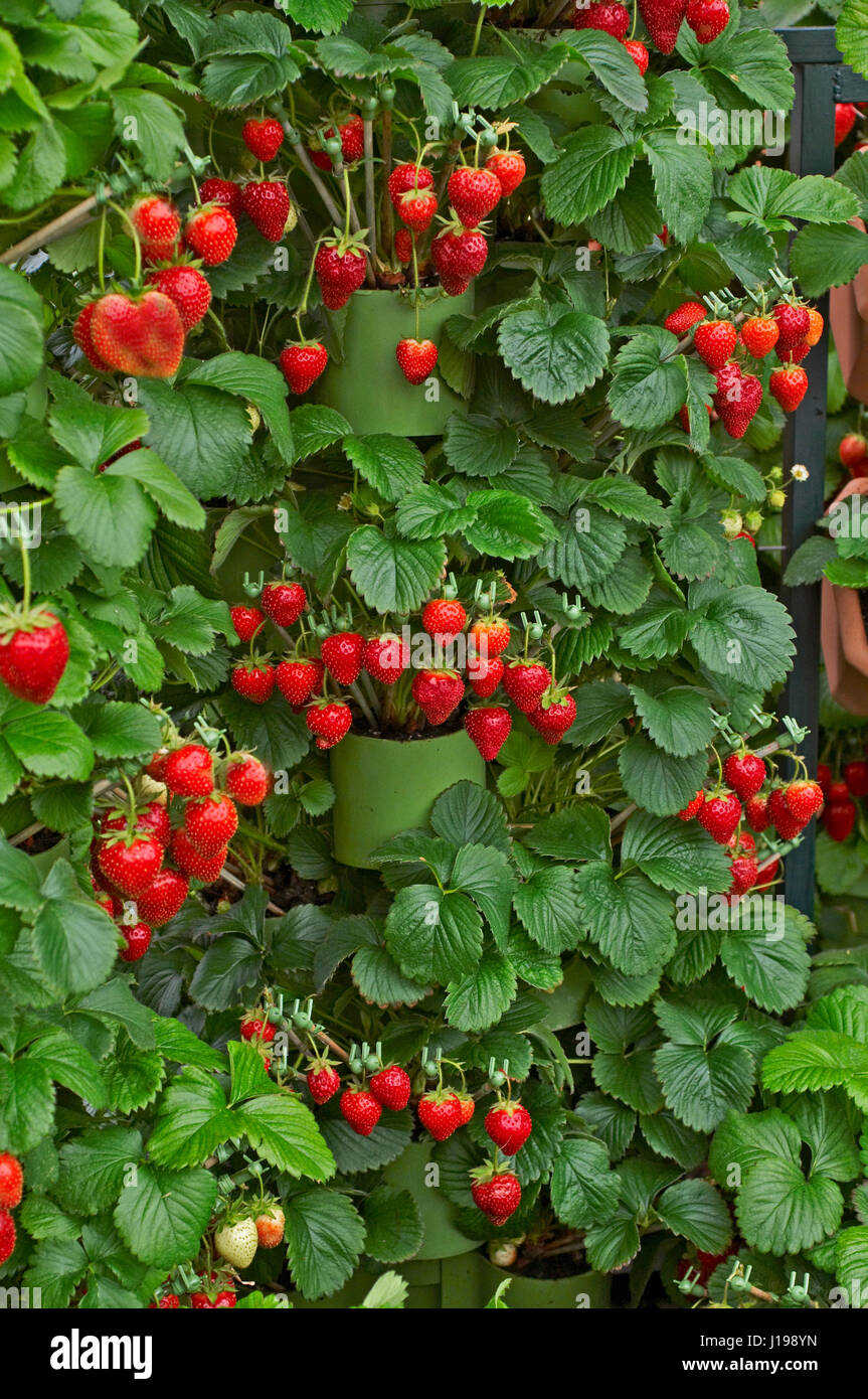 A display of Strawberries Fragaria 'Fenella' Stock Photo