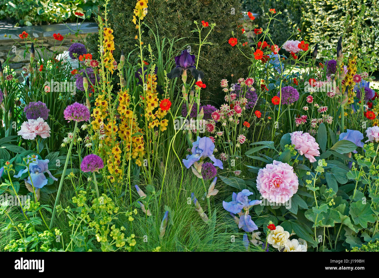 Close up of a mixed flower border with Verbascum, Iris's and Peonies Stock Photo