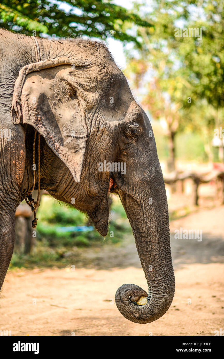 Elephant eating a food in natural reserve. Stock Photo