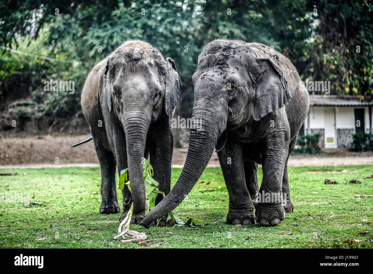 Two elephants eating in natural reserve Stock Photo Alamy