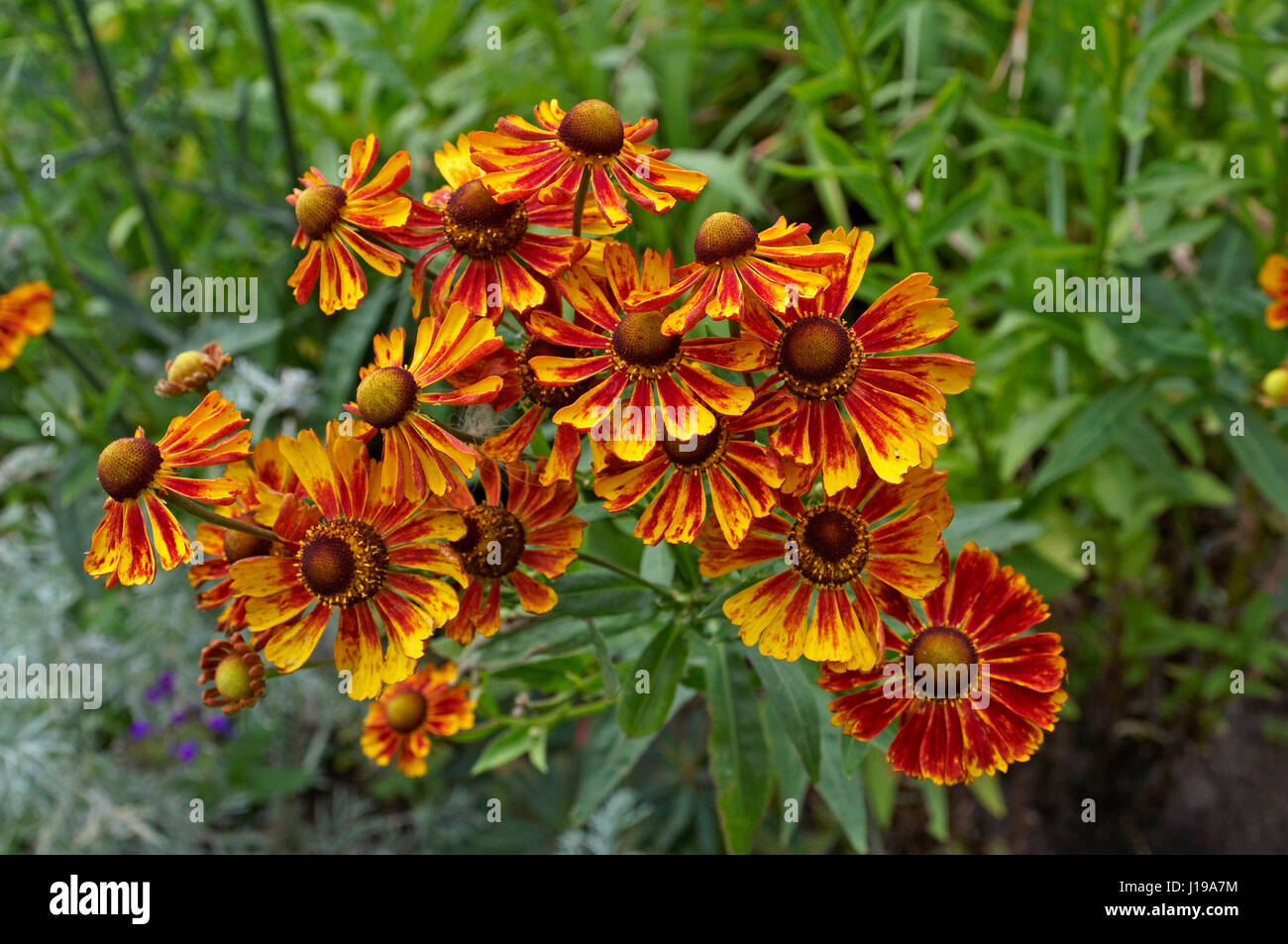 Close up of flowering Helenium Stock Photo