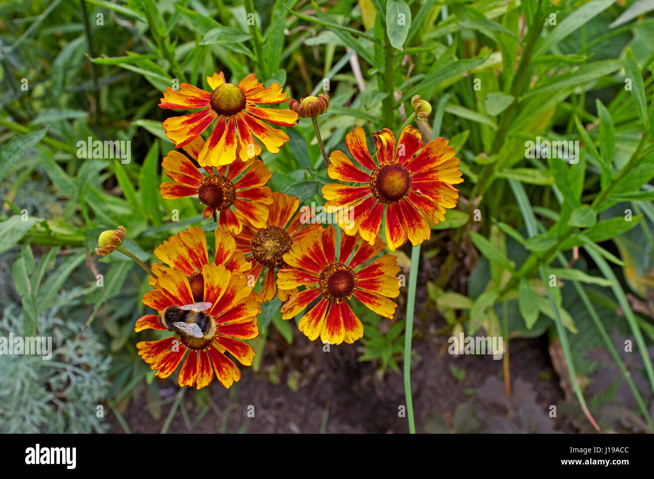 Close up of flowering Helenium with Bumble Bee at work Stock Photo
