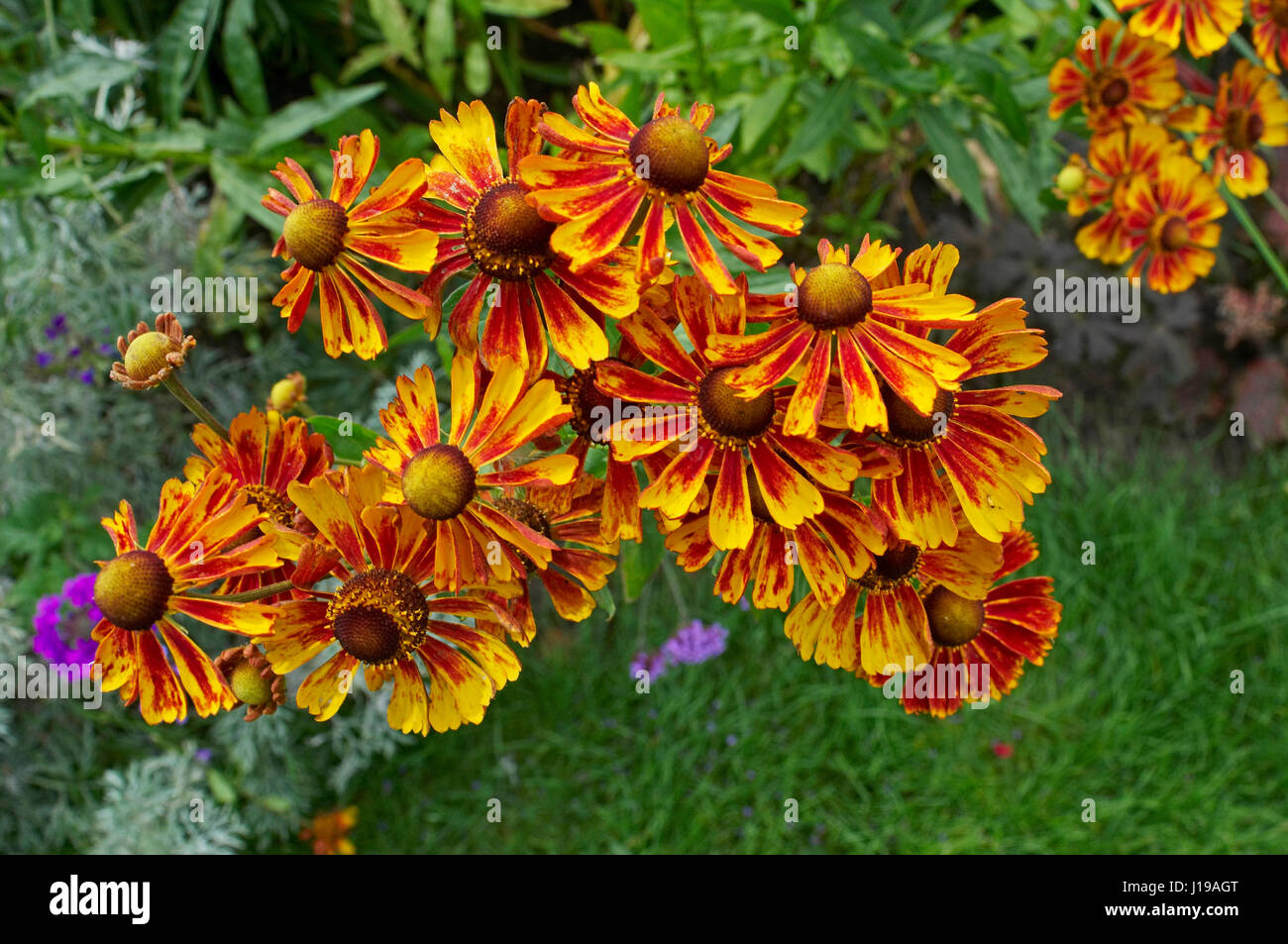 Close up of flowering Heleniums in a garden border Stock Photo