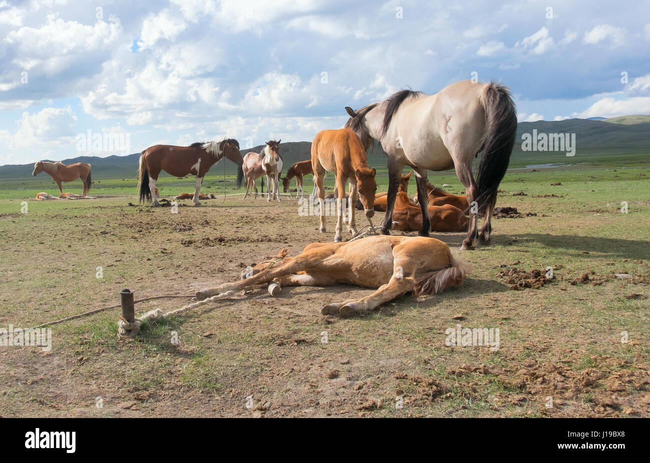 koumiss farm in the steppes of Central Asia Stock Photo - Alamy
