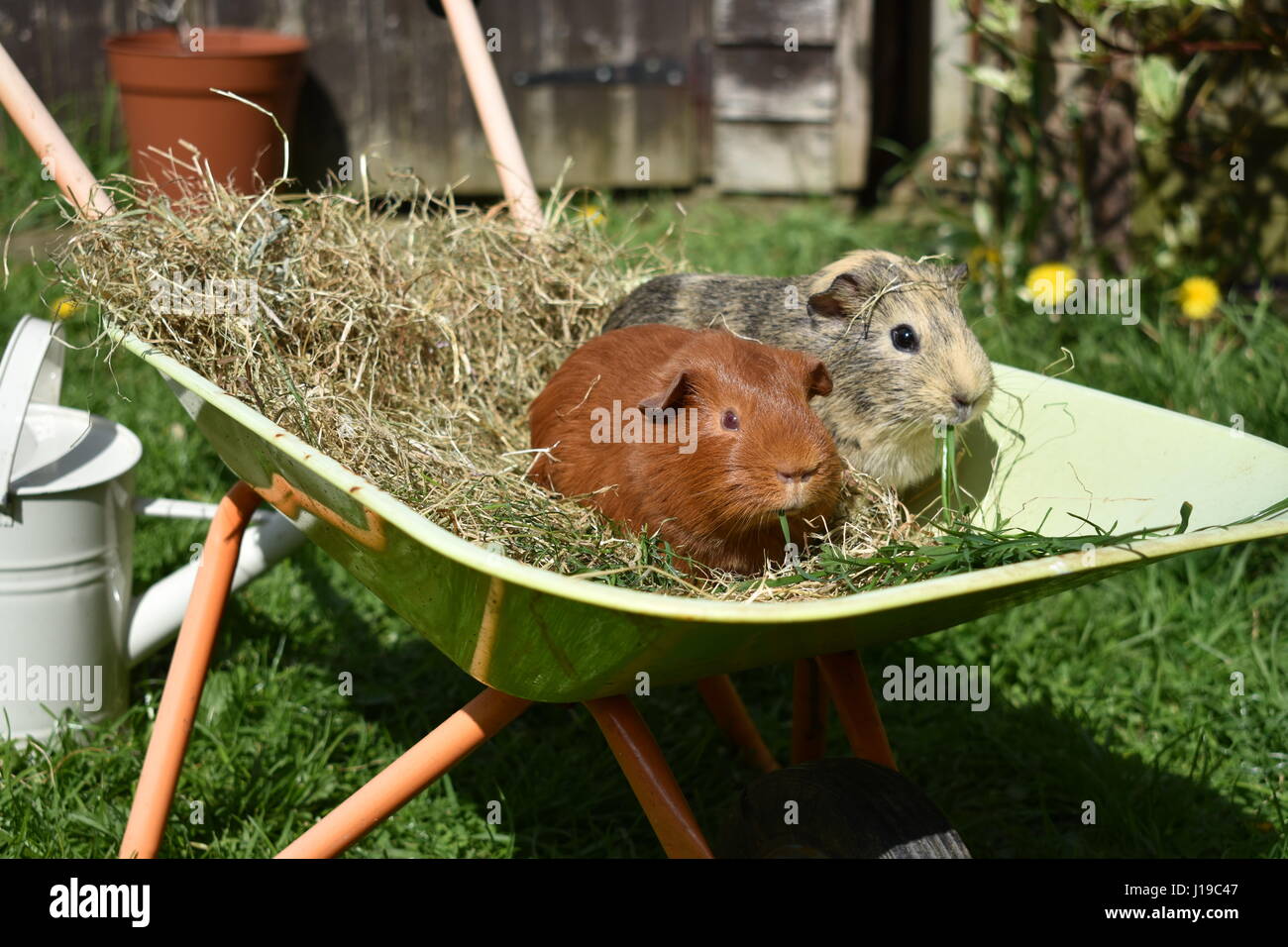 Guinea Pigs in a toy wheelbarrow eating grass Stock Photo Alamy