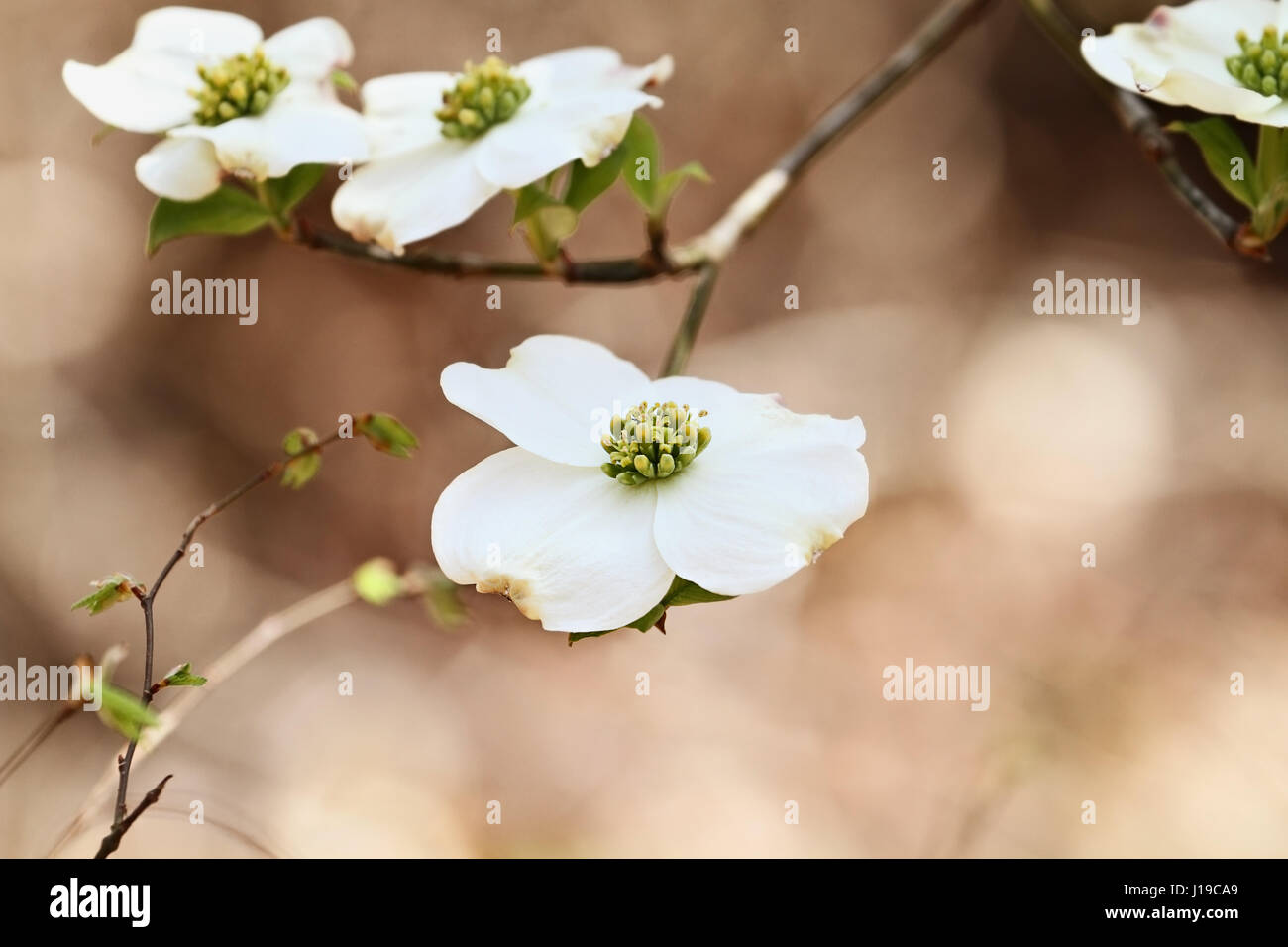 Flowering dogwood blossoms against a soft background. Extreme shallow depth of field with selective focus on center of flower in foreground. Stock Photo