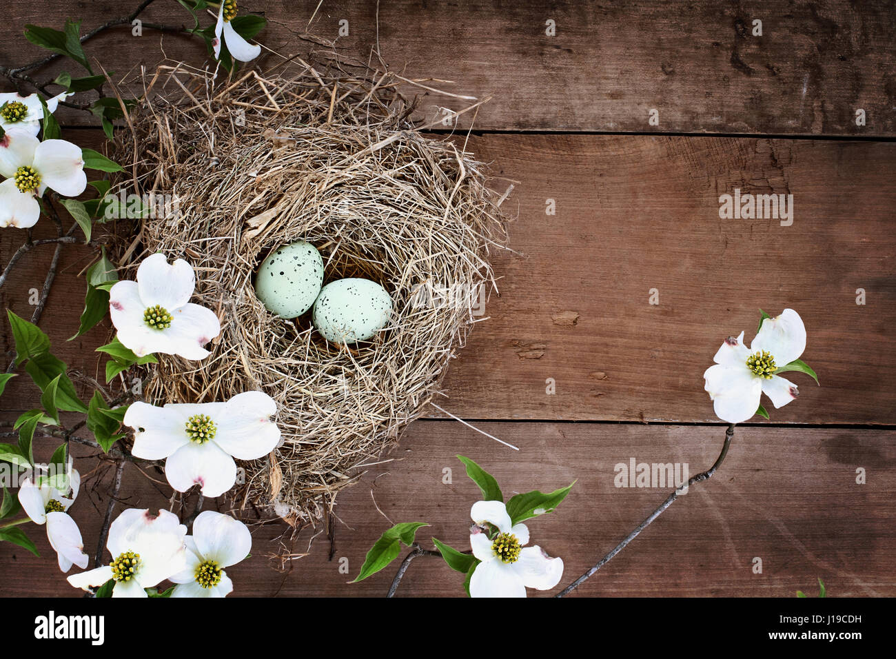 Bird nest with blue eggs over a rustic wood table top amidst flowering ...