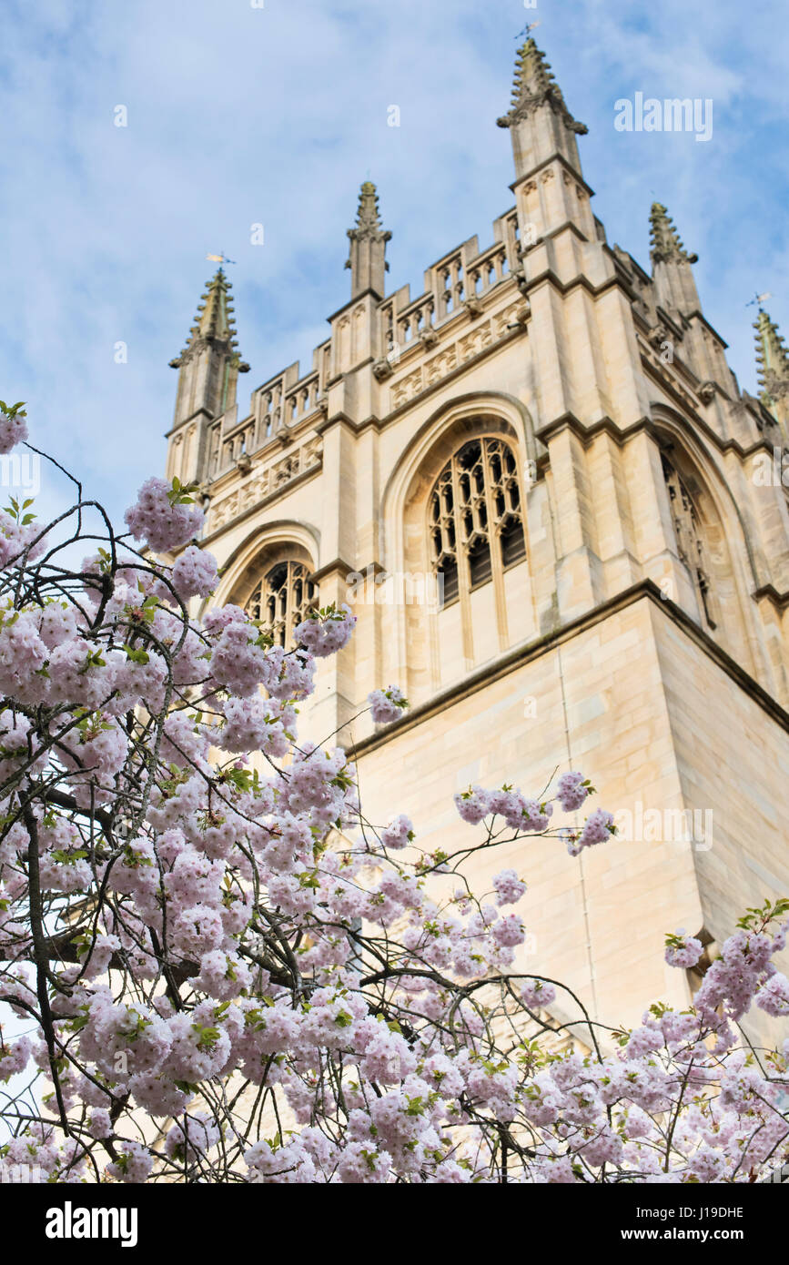 Cherry tree blossom along grove walk in Oxford City Centre in spring
