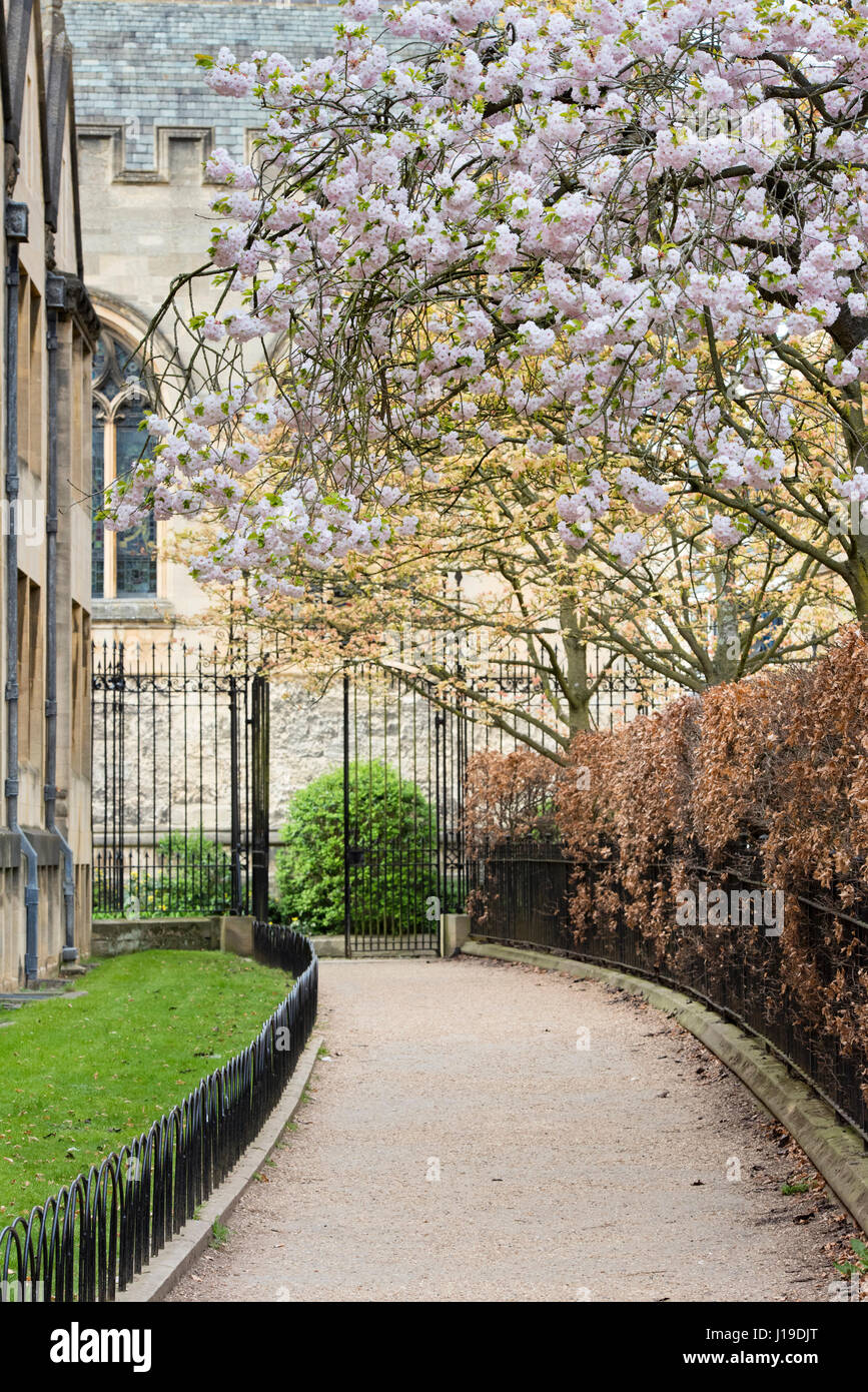 Cherry tree blossom along Grove Walk in Oxford City Centre in spring. Oxford,  Oxfordshire, England Stock Photo - Alamy